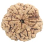 Super Collector 6 Mukhi Rudraksha with 6 Complete Seeds - 25.56 mm - Nepal