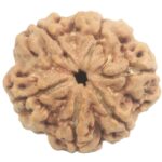 Super Collector 6 Mukhi Rudraksha with 6 Complete Seeds - 25.61 mm - Nepal