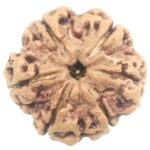 Super Collector 6 Mukhi Rudraksha with 6 Complete Seeds - 25.61 mm - Nepal