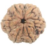 Super Collector 6 Mukhi Rudraksha with 6 Complete Seeds - 25.83 mm - Nepal