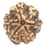 Super Collector 6 Mukhi Rudraksha with 6 Complete Seeds - 26.45 mm - Nepal