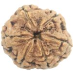 Super Collector 6 Mukhi Rudraksha with 6 Complete Seeds - 26.52 mm - Nepal