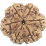 Super Collector 6 Mukhi Rudraksha with 6 Complete Seeds - 26.61 mm - Nepal