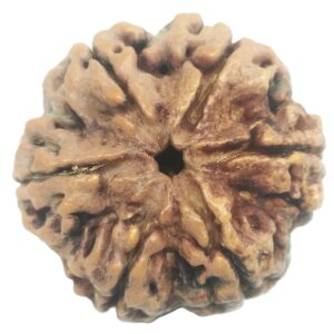Super Collector 6 Mukhi Rudraksha with 6 Complete Seeds - 26.61 mm - Nepal