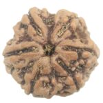 Super Collector 6 Mukhi Rudraksha with 6 Complete Seeds - 26.75 mm - Nepal
