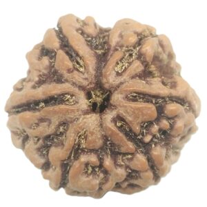 Super Collector 6 Mukhi Rudraksha with 6 Complete Seeds - 26.75 mm - Nepal