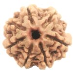 Rare 7 Mukhi Rudraksha with Seven Complete Seeds - 20.76 mm - Nepal