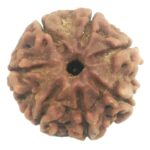 Rare 7 Mukhi Rudraksha with Seven Complete Seeds - 20.80 mm - Nepal