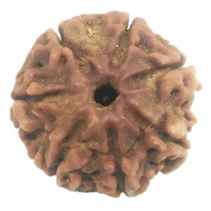 Rare 7 Mukhi Rudraksha with Seven Complete Seeds - 20.80 mm - Nepal