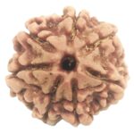 Rare 7 Mukhi Rudraksha with Seven Complete Seeds - 21.02 mm - Nepal