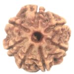 Rare 7 Mukhi Rudraksha with Seven Complete Seeds - 21.04 mm - Nepal