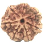 Rare 7 Mukhi Rudraksha with Seven Complete Seeds - 21.31 mm - Nepal
