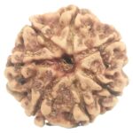 Rare 7 Mukhi Rudraksha with Seven Complete Seeds - 21.60 mm - Nepal