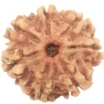 Rare 7 Mukhi Rudraksha with Seven Complete Seeds - 21.63 mm - Nepal