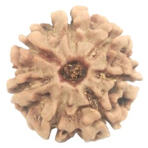 Rare 7 Mukhi Rudraksha with Seven Complete Seeds - 21.76 mm - Nepal