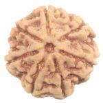 Rare 7 Mukhi Rudraksha with Seven Complete Seeds - 21.86 mm - Nepal