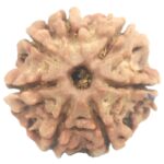 Rare 7 Mukhi Rudraksha with Seven Complete Seeds - 22 mm - Nepal