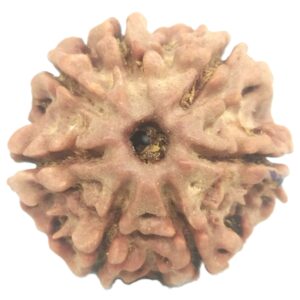 Rare 7 Mukhi Rudraksha with Seven Complete Seeds - 22 mm - Nepal