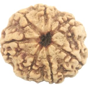 Rare 7 Mukhi Rudraksha with Seven Complete Seeds - 22.11 mm - Nepal