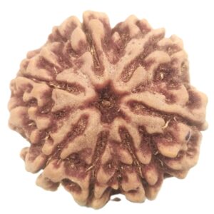 Rare 7 Mukhi Rudraksha with Seven Complete Seeds - 22.09 mm - Nepal