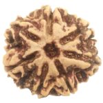 Rare 7 Mukhi Rudraksha with Seven Complete Seeds - 23.04 mm - Nepal