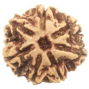 Rare 7 Mukhi Rudraksha with Seven Complete Seeds - 23.04 mm - Nepal