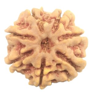 Rare 7 Mukhi Rudraksha with Seven Complete Seeds - 22.33 mm - Nepal