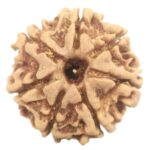 Rare 7 Mukhi Rudraksha with Seven Complete Seeds - 23 mm - Nepal