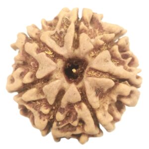 Rare 7 Mukhi Rudraksha with Seven Complete Seeds - 23 mm - Nepal