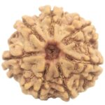 Rare Collector 7 Mukhi Rudraksha with Complete 7 Seeds - 23.76 mm - Nepal