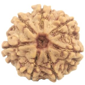 Rare Collector 7 Mukhi Rudraksha with Complete 7 Seeds - 23.76 mm - Nepal