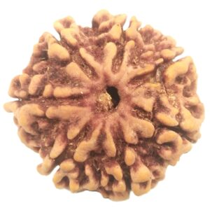 Rare Collector 7 Mukhi Rudraksha with Complete 7 Seeds - 24.10 mm - Nepal