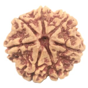 Rare Collector 7 Mukhi Rudraksha with Complete 7 Seeds - 24.03 mm - Nepal