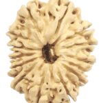 14 Mukhi Rudraksha - 23.02 mm - Nepal