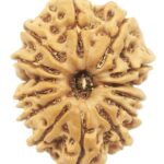 14 Mukhi Rudraksha - Collector - 25.95 MM - Nepal