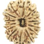 Super Collector Size 14 Mukhi Rudraksha - Nepal - 29.55 MM