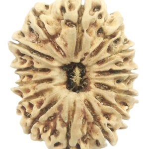Super Collector Size 14 Mukhi Rudraksha - Nepal - 29.55 MM