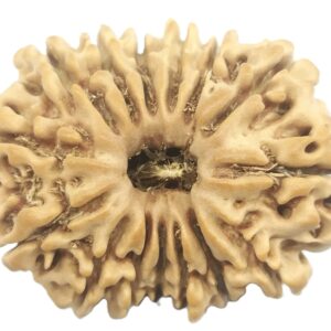 15 Mukhi Rudraksha - Nepal - 26.30 MM