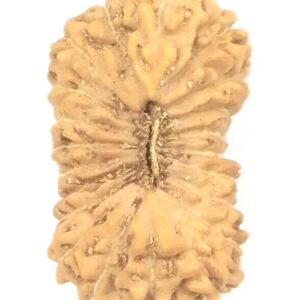 21 Mukhi Rudraksha - 17.68 mm - Java