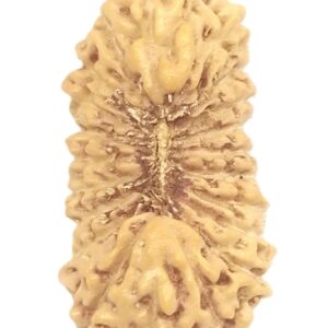 21 Mukhi Rudraksha - 17.83 mm - Java