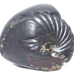 Sarvottam Kamdhenu Laxmi Shankh Shaligram