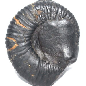 Adwaitya Laxmi Vanamala Kalpavriksha ParshuRam Shaligram