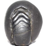 Sarvottam Laxmi Ganesha Shaligram