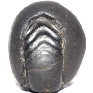 Sarvottam Laxmi Ganesha Shaligram