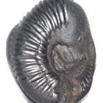 Adwaitya Right Side Vishnu Lakshmi Shankh Shaligram