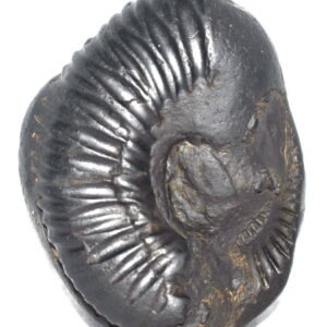 Adwaitya Right Side Vishnu Lakshmi Shankh Shaligram