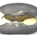Vasudeva Shaligram