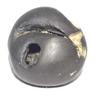 Kurma Shaligram