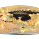 Yoga Narsimha Shaligram