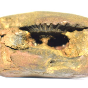 Yoga Narsimha Shaligram